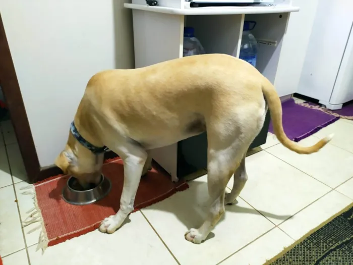 Cachorro ra a SRD-ViraLata idade 7 a 11 meses nome ZEUS