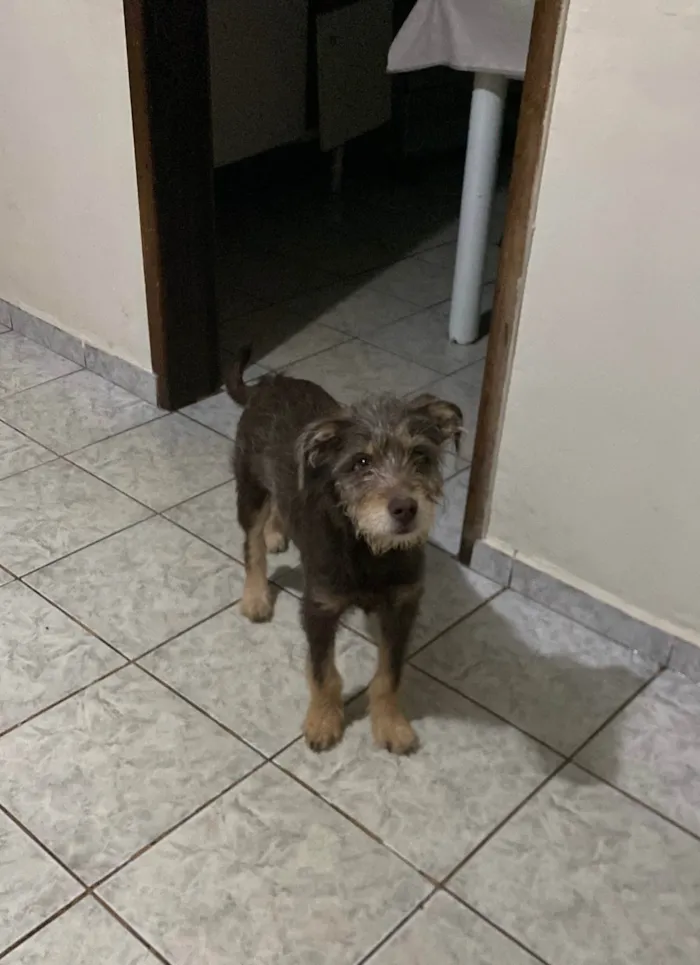 Cachorro ra a SRD-ViraLata idade 7 a 11 meses nome Paçoca 