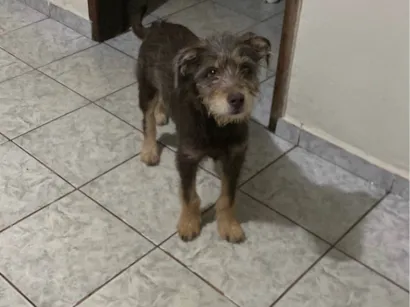 Cachorro raça SRD-ViraLata idade 7 a 11 meses nome Paçoca 