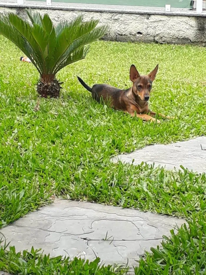 Cachorro ra a SRD-ViraLata idade 5 anos nome Bento