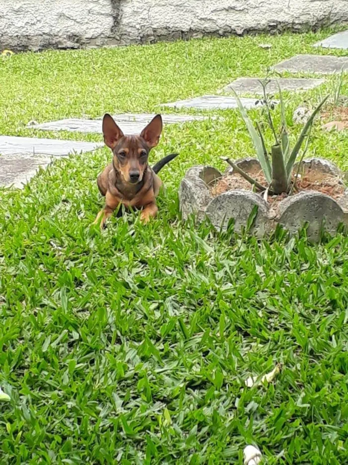 Cachorro ra a SRD-ViraLata idade 5 anos nome Bento