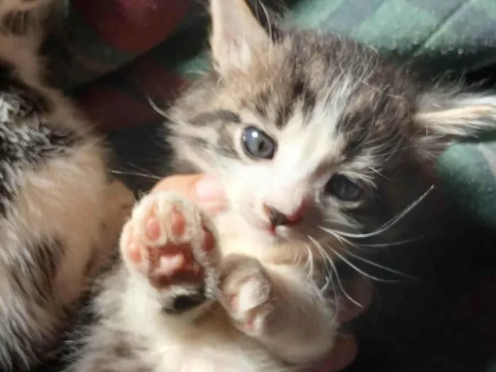 Gato ra a SRD-ViraLata idade Abaixo de 2 meses nome Sem nome