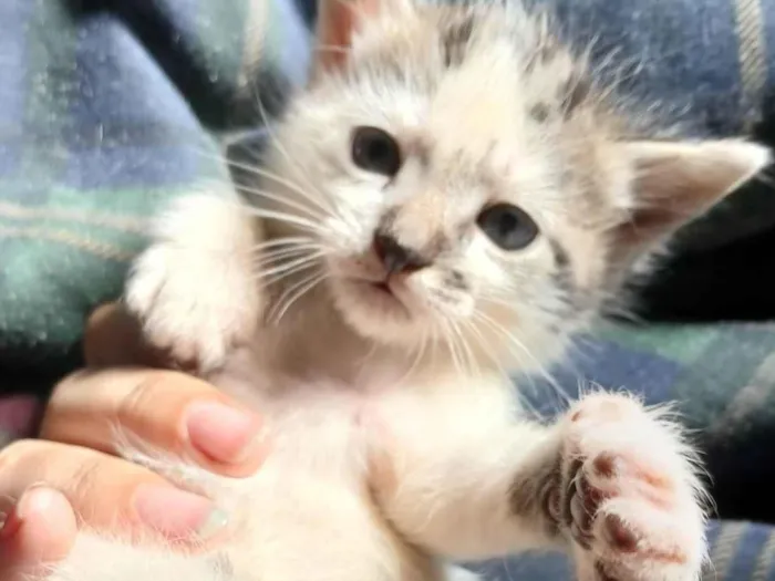 Gato ra a SRD-ViraLata idade Abaixo de 2 meses nome Sem nome ainda