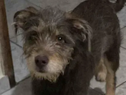 Cachorro raça SRD-ViraLata idade 7 a 11 meses nome Paçoca 