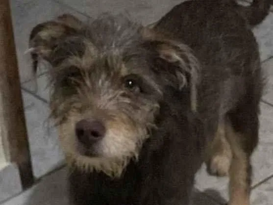 Cachorro ra a SRD-ViraLata idade 7 a 11 meses nome Paçoca 