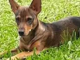 Cachorro ra a SRD-ViraLata idade 5 anos nome Bento