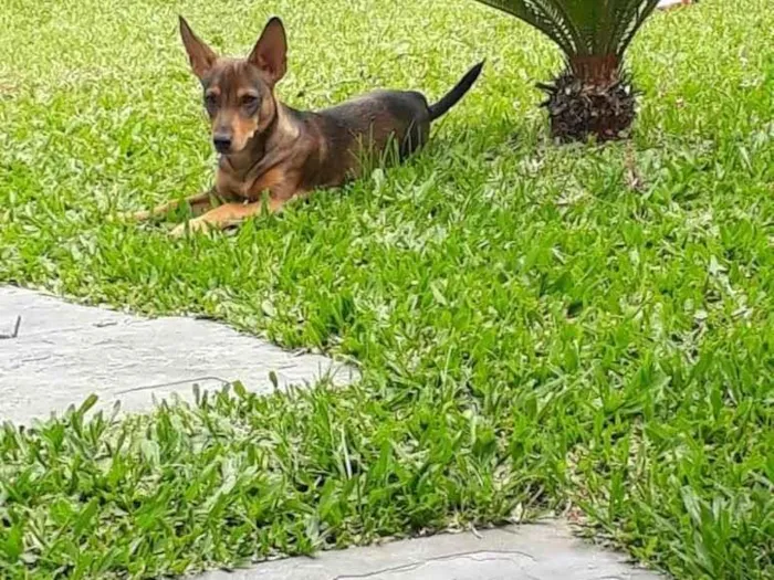 Cachorro ra a SRD-ViraLata idade 5 anos nome Bento