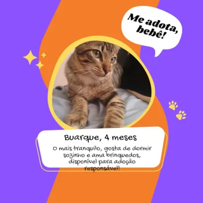 Gato raça SRD-ViraLata idade 2 a 6 meses nome Buarque