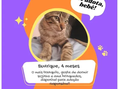 Gato raça SRD-ViraLata idade 2 a 6 meses nome Buarque