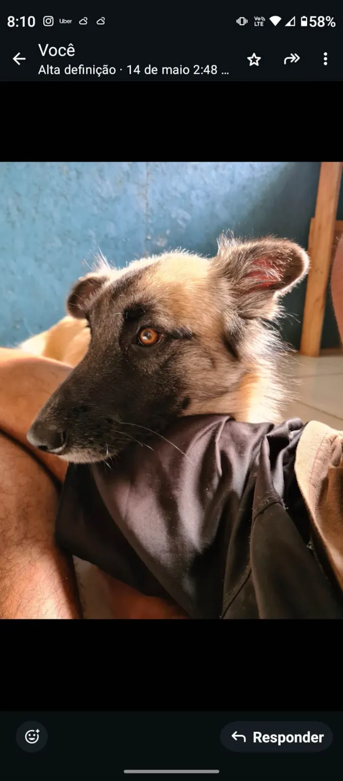 Cachorro ra a SRD-ViraLata idade 3 anos nome AURORA