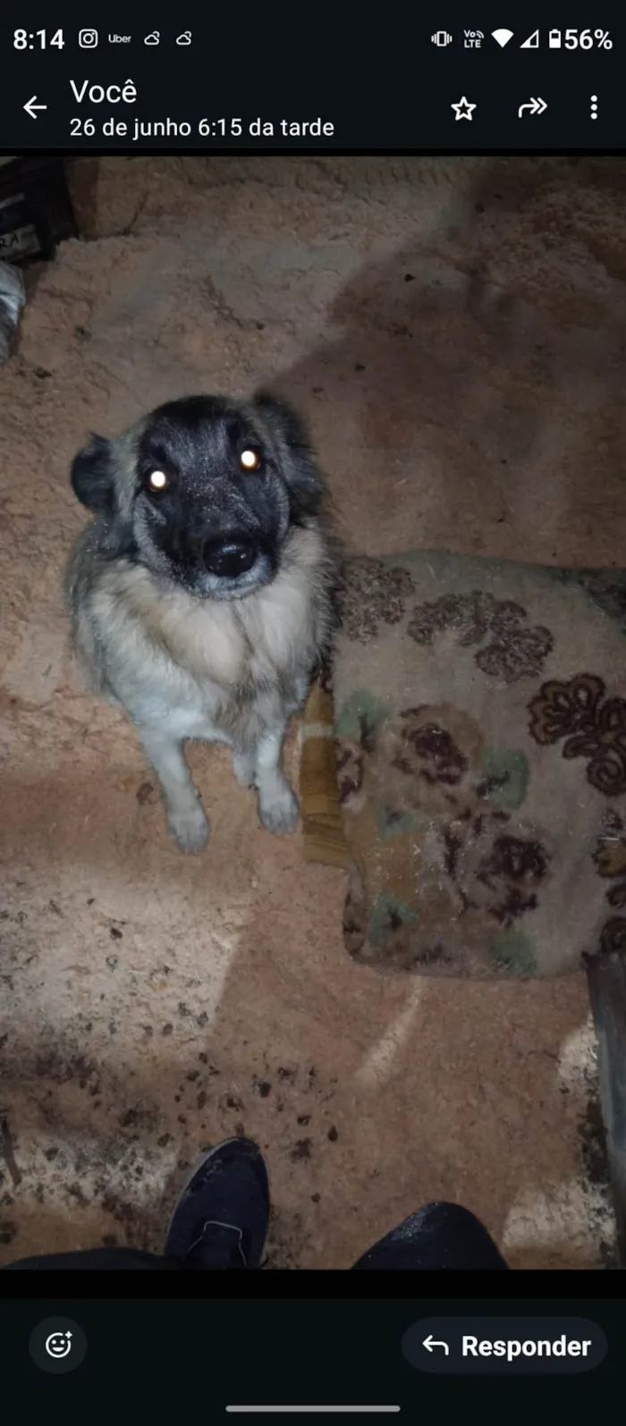 Cachorro ra a SRD-ViraLata idade 3 anos nome AURORA
