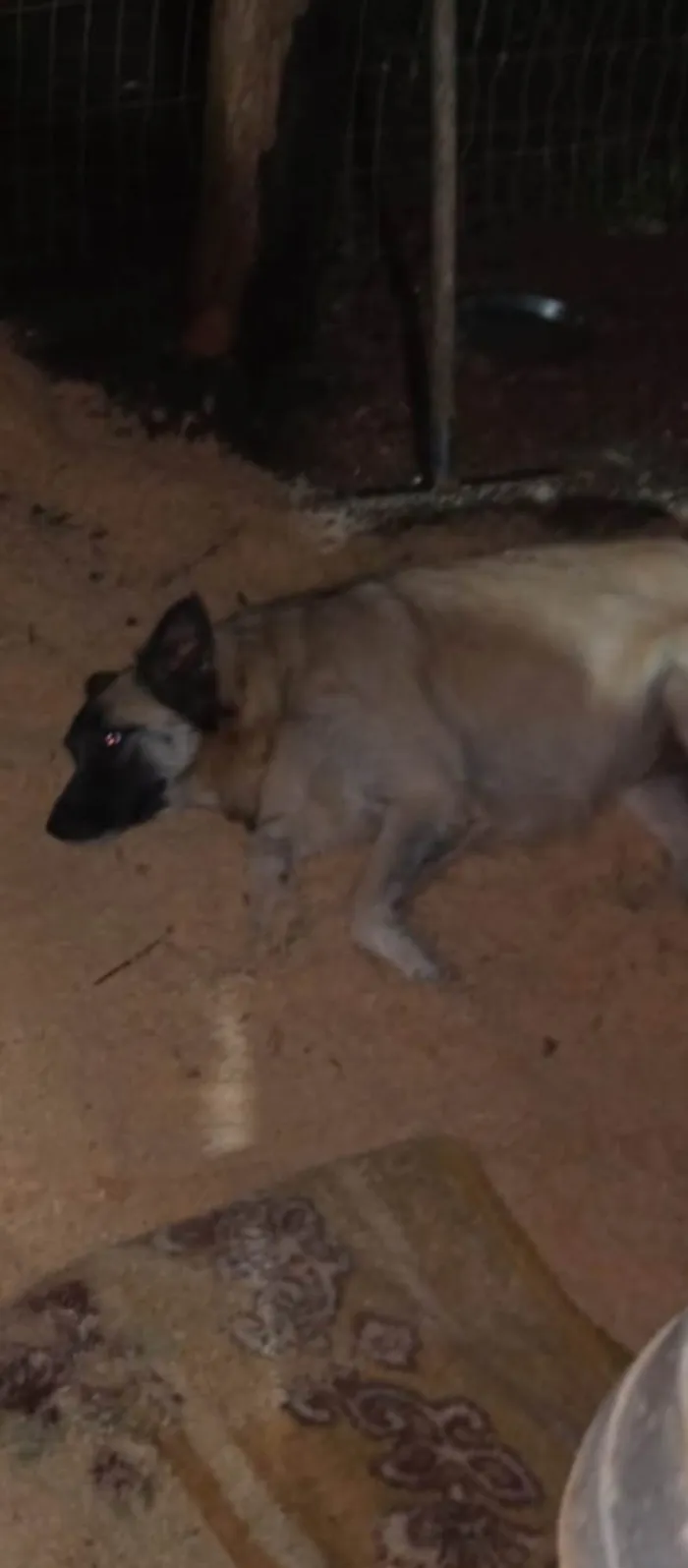 Cachorro ra a SRD-ViraLata idade 3 anos nome AURORA