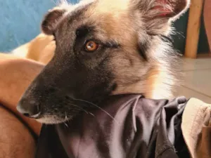 Cachorro raça SRD-ViraLata idade 3 anos nome AURORA