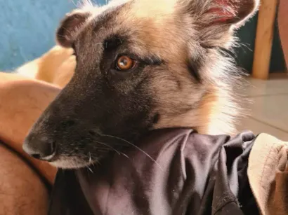 Cachorro raça SRD-ViraLata idade 3 anos nome AURORA