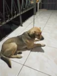 Simba