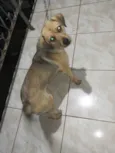 Simba