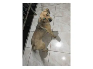 Cachorro raça SRD-ViraLata idade 1 ano nome Simba