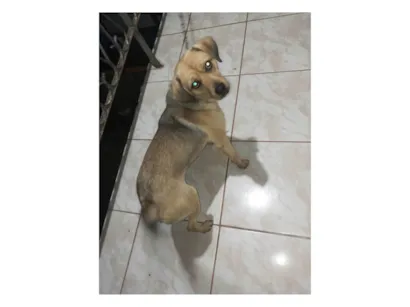Cachorro raça SRD-ViraLata idade 1 ano nome Simba