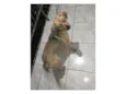 Simba