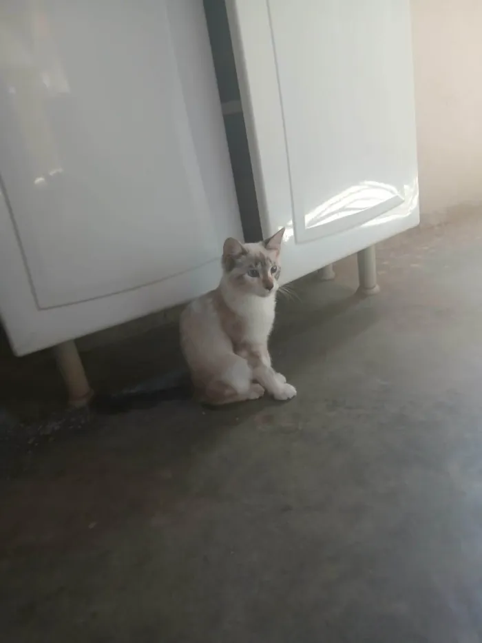 Gato ra a SRD-ViraLata idade 2 a 6 meses nome Sem nome