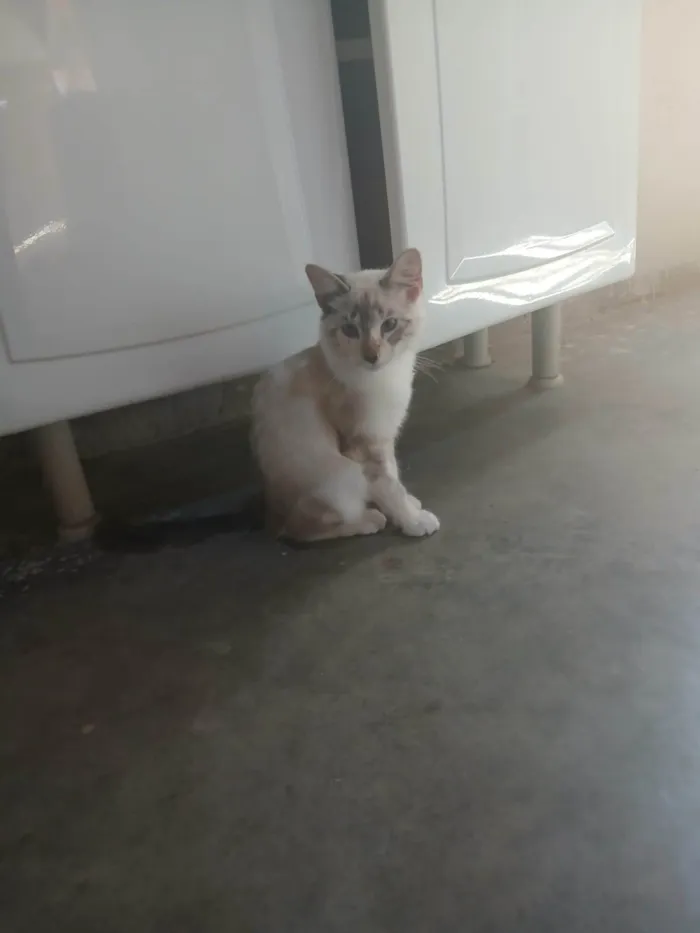 Gato ra a SRD-ViraLata idade 2 a 6 meses nome Sem nome