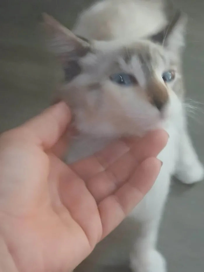 Gato ra a SRD-ViraLata idade 2 a 6 meses nome Sem nome