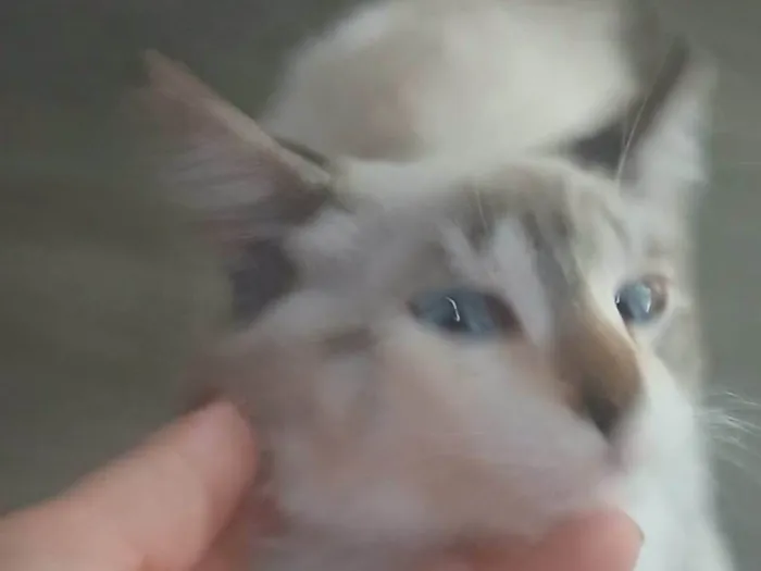 Gato ra a SRD-ViraLata idade 2 a 6 meses nome Sem nome