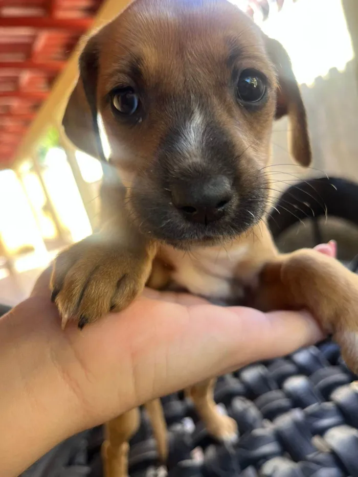 Cachorro ra a SRD-ViraLata idade 2 a 6 meses nome Não tem nome