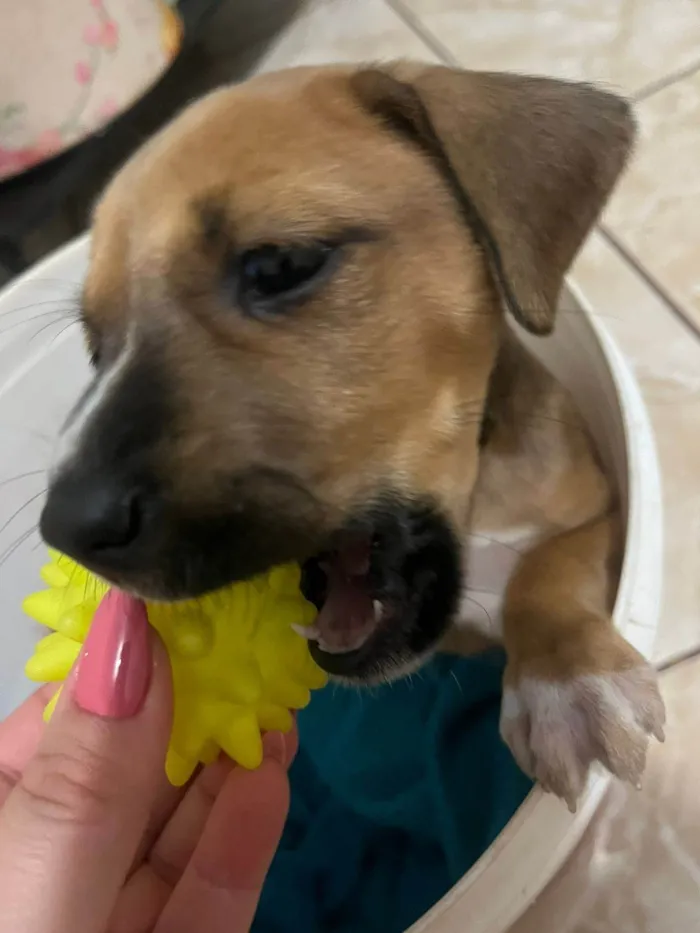 Cachorro ra a SRD-ViraLata idade 2 a 6 meses nome Não tem nome