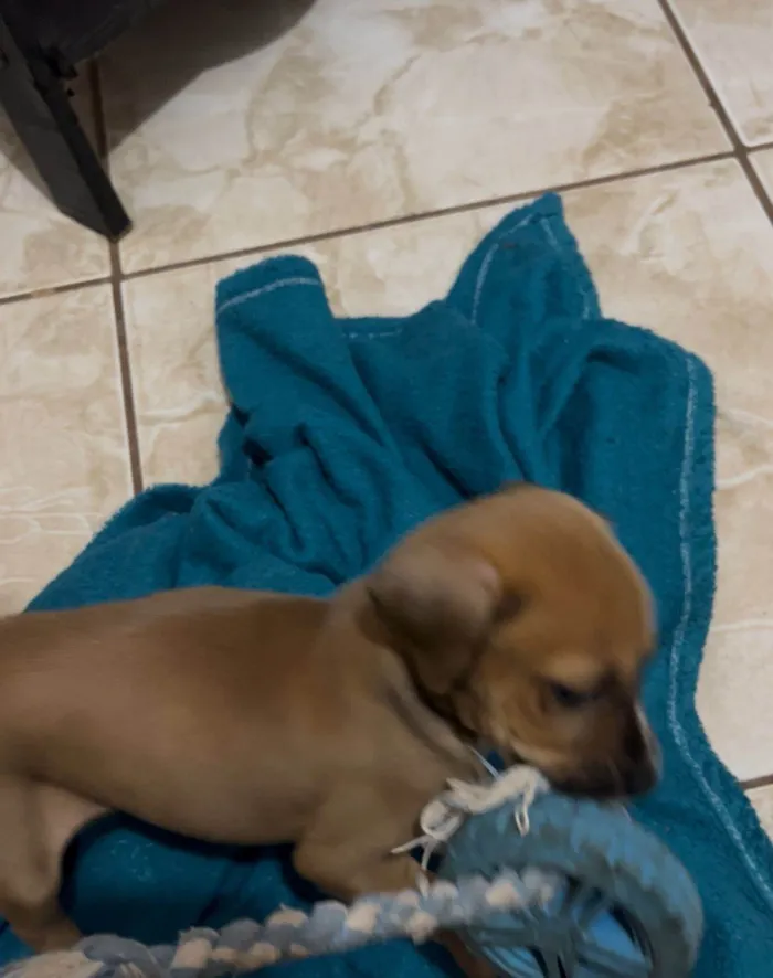 Cachorro ra a SRD-ViraLata idade 2 a 6 meses nome Não tem nome