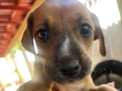 Cachorro raça SRD-ViraLata idade 2 a 6 meses nome Não tem nome