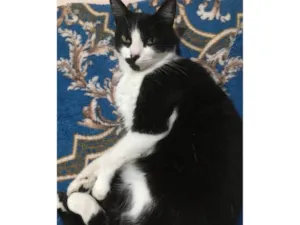 Gato raça SRD-ViraLata idade 4 anos nome Minie