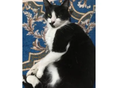 Gato raça SRD-ViraLata idade 4 anos nome Minie
