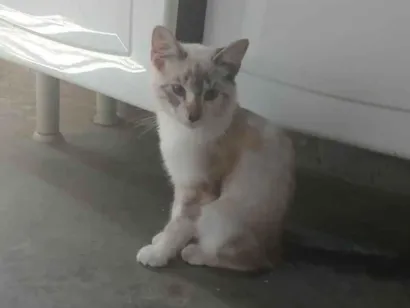 Gato raça SRD-ViraLata idade 2 a 6 meses nome Sem nome