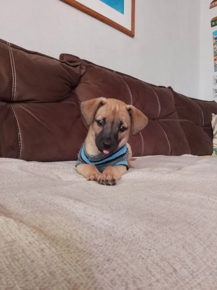 Cachorro ra a SRD-ViraLata idade Abaixo de 2 meses nome Joca 