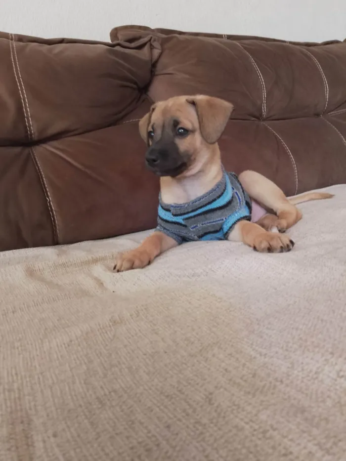 Cachorro ra a SRD-ViraLata idade Abaixo de 2 meses nome Joca 