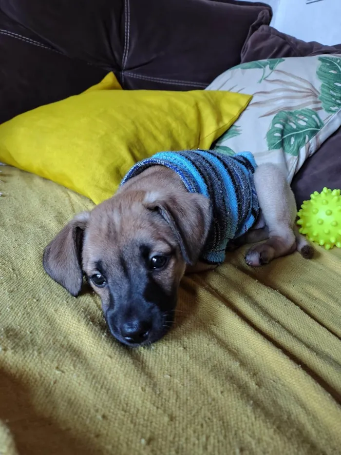 Cachorro ra a SRD-ViraLata idade Abaixo de 2 meses nome Joca 