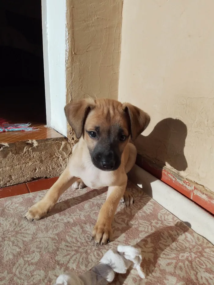 Cachorro ra a SRD-ViraLata idade Abaixo de 2 meses nome Joca 