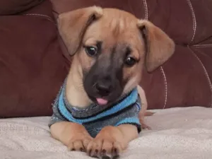 Cachorro raça SRD-ViraLata idade Abaixo de 2 meses nome Joca 