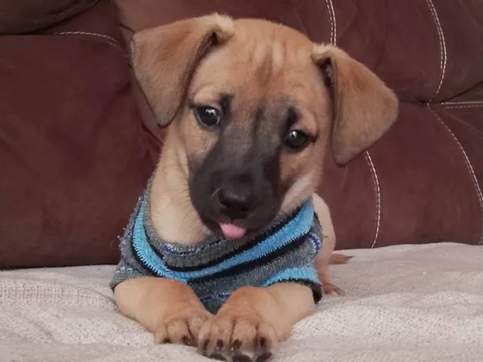 Cachorro ra a SRD-ViraLata idade Abaixo de 2 meses nome Joca 
