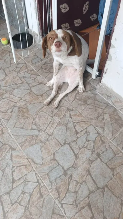 Cachorro raça SRD-ViraLata idade 6 ou mais anos nome Mel
