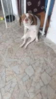 Mel