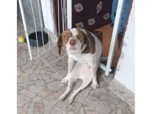 Cachorro raça SRD-ViraLata idade 6 ou mais anos nome Mel