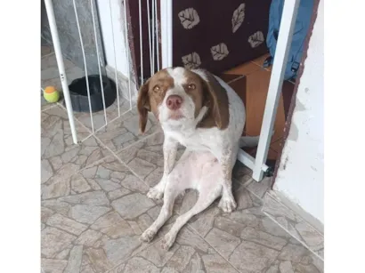 Cachorro raça SRD-ViraLata idade 6 ou mais anos nome Mel