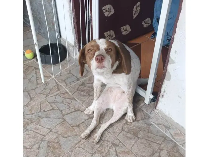 Cachorro ra a SRD-ViraLata idade 6 ou mais anos nome Mel