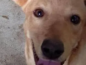 Cachorro ra a SRD-ViraLata idade 7 a 11 meses nome Zeus