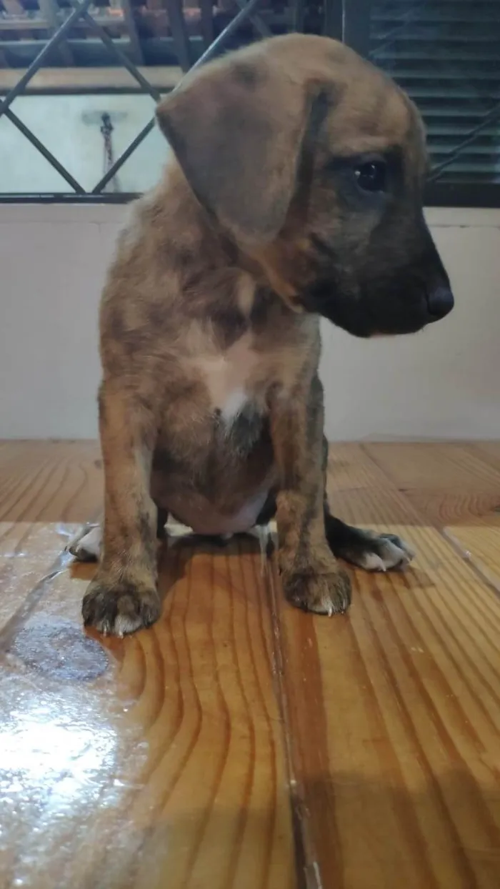 Cachorro ra a SRD-ViraLata idade Abaixo de 2 meses nome Filhotes