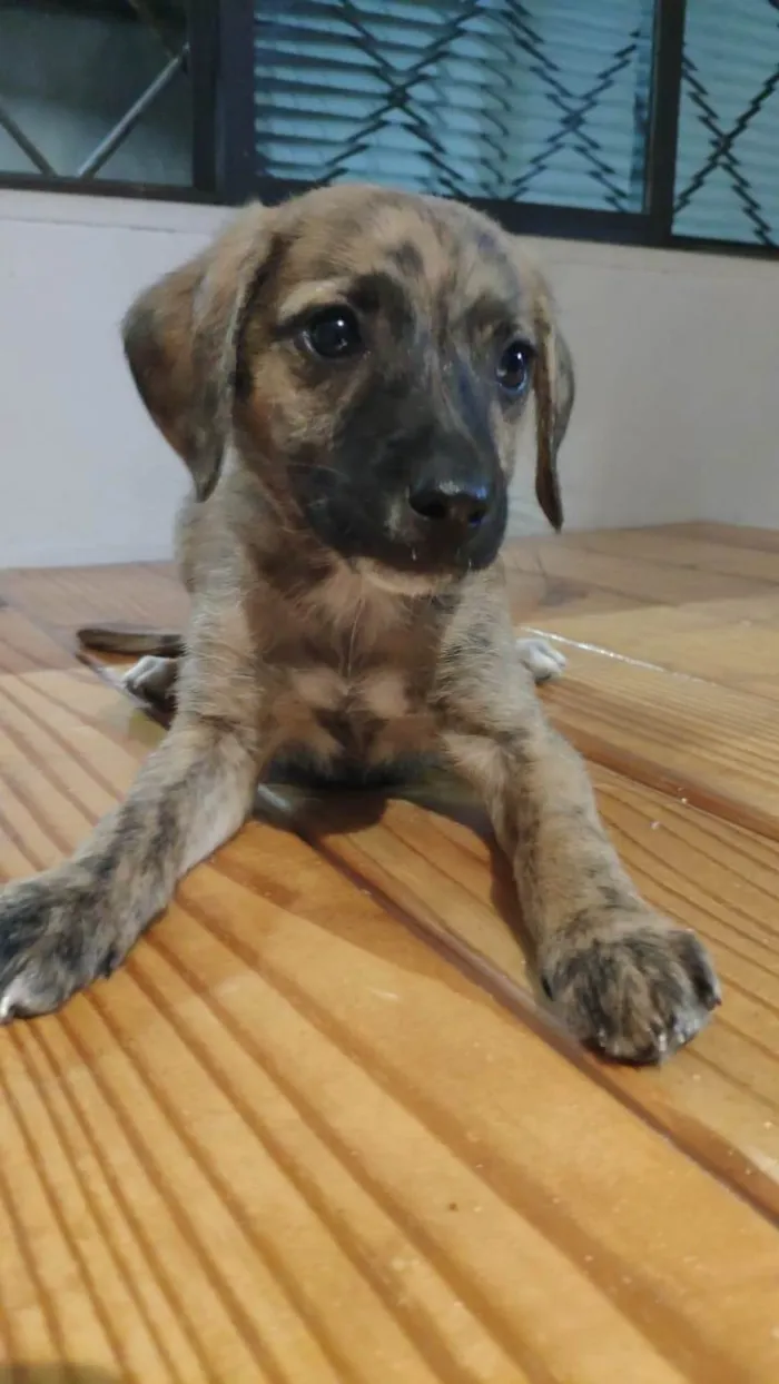 Cachorro ra a SRD-ViraLata idade Abaixo de 2 meses nome Filhotes