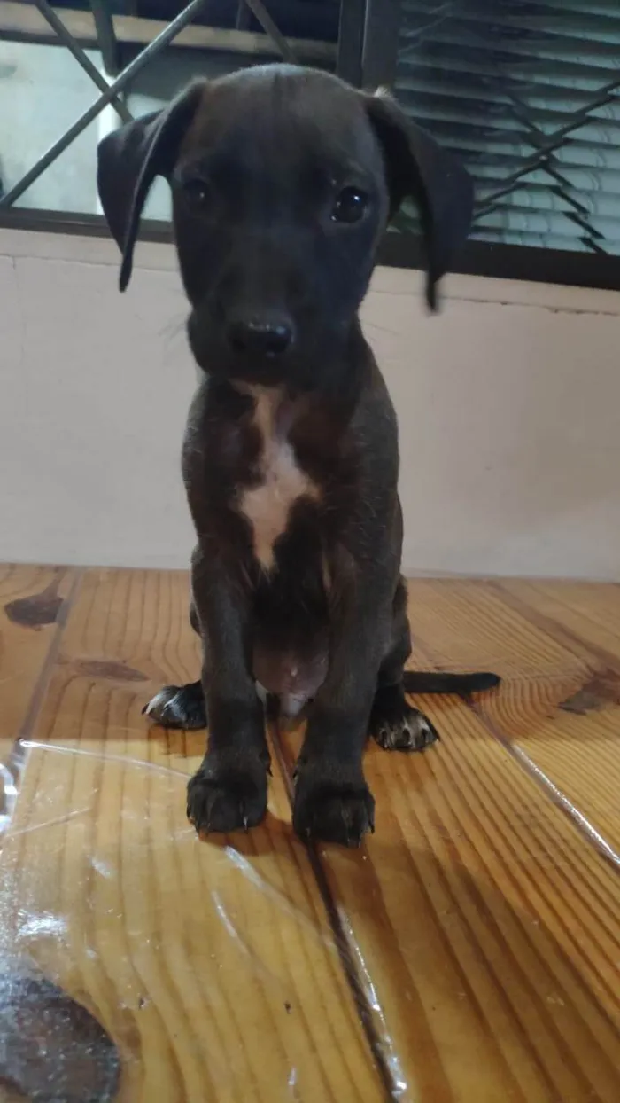 Cachorro ra a SRD-ViraLata idade Abaixo de 2 meses nome Filhotes