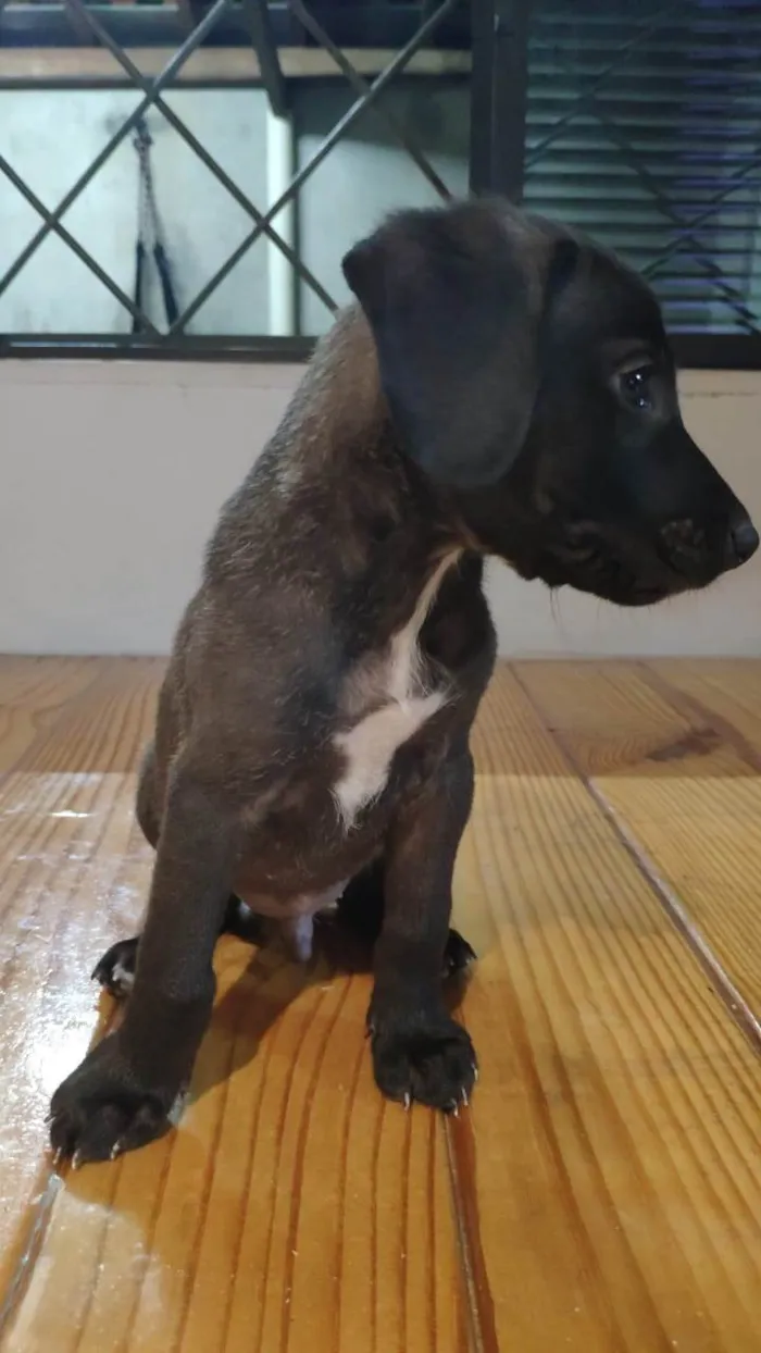 Cachorro ra a SRD-ViraLata idade Abaixo de 2 meses nome Filhotes